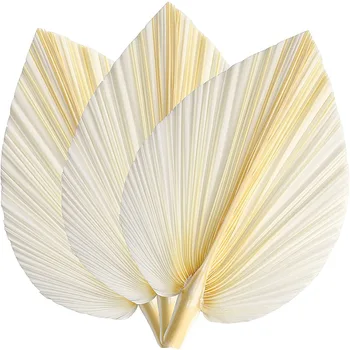 Большие белые сушеные пальмовые листья - Премиум качество - 3 шт Элегантный современный декор для дома и свадьбы в стиле бохо - Настенное искусство