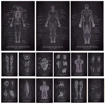 Анатомия человека, черно-белый художественный плакат, карта тела, холст, живопись, настенные панно для науки, медицины, украшения спальни