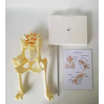 Анатомическая модель собачьего таза в натуральную величину, Анатомическая модель собачьего тазобедренного сустава, Анатомическая модель ветеринарного оборудования для животных, медицинская модель
